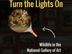 Turn the Lights on Wildlife in the National Gallery of Art