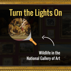 Turn the Lights on Wildlife in the National Gallery of Art