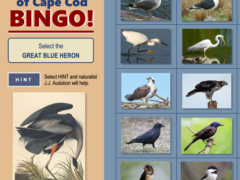 Birds of Cape Cod BINGO