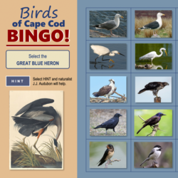 Birds of Cape Cod BINGO